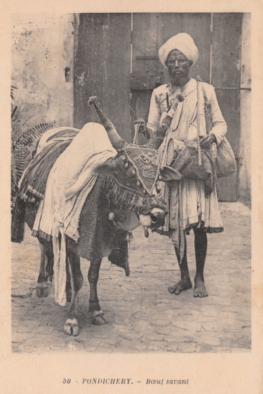 15-12 - Pondichery - boeuf savant - 2